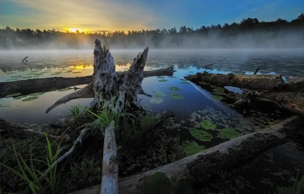 Forest, grass, leaves, sunset, fog, lake, pond, reflection
