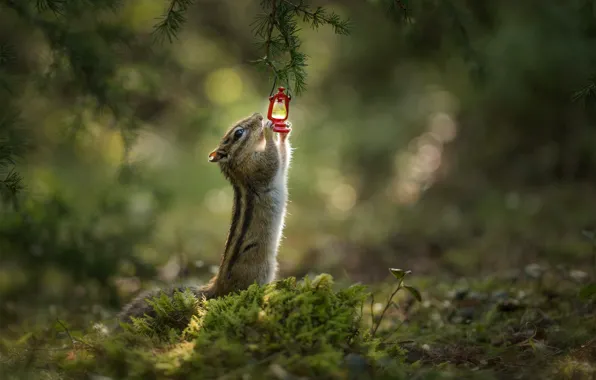 Picture branches, glare, moss, flashlight, Chipmunk, bokeh, rodent