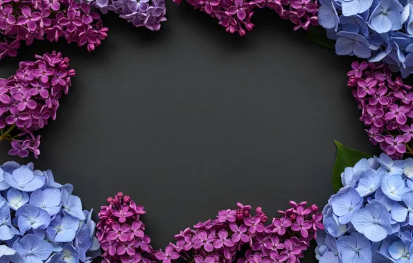 Flowers, frame, colorful, flowers, lilac, frame, floral
