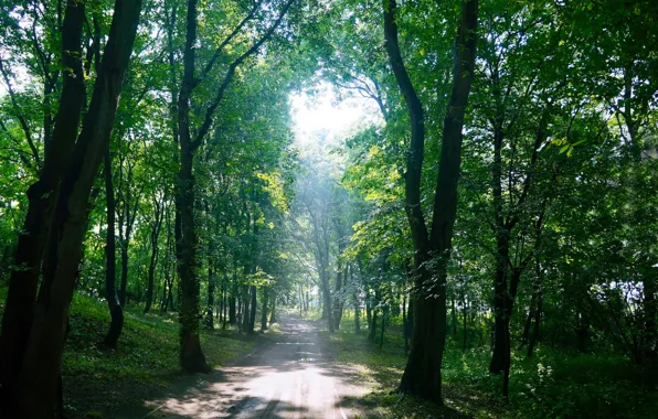 Forest, road, park, tree, sun, alley