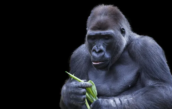 Picture background, monkey, Gorilla