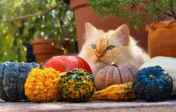 Picture autumn, cat, cat, look, face, branches, pose, garden
