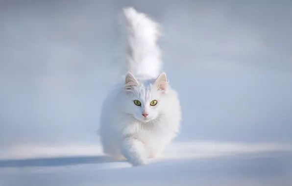 Picture winter, cat, snow