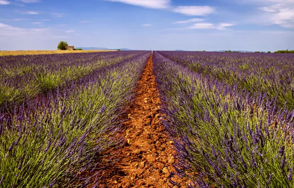 Road, field, the sky, house, horizon, farm, lavender