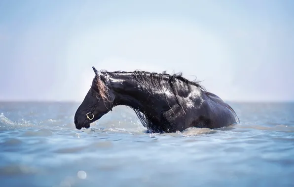 Water, horse, horse, bathing, water treatment