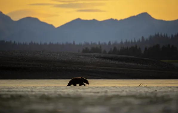 Forest, sunset, mountains, nature, shore, bear, walk, brown bear