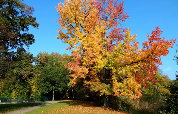 Autumn, trees, foliage, track, Nature, trees, autumn, leaves