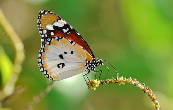 Background, butterfly, plant