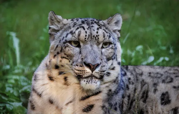 Picture look, face, background, portrait, IRBIS, snow leopard