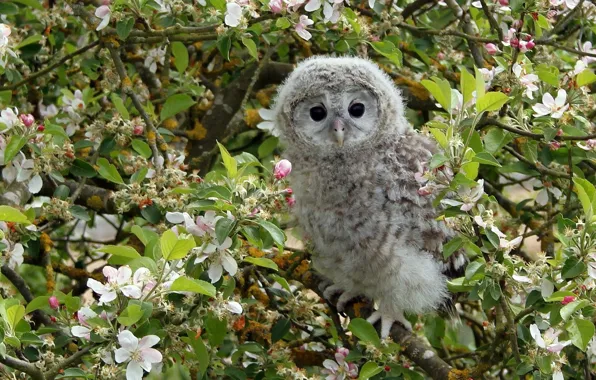 Branches, tree, owl, bird, Apple, flowering, chick, flowers
