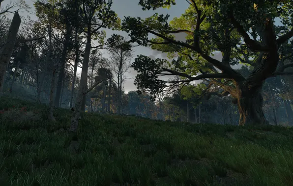 Picture grass, tree, the witcher 3 wild hunt
