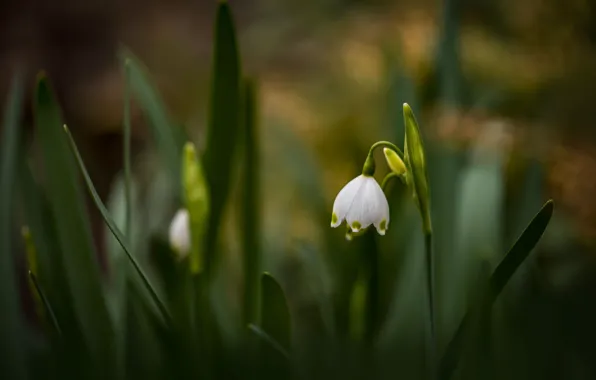 White, flower, leaves, the dark background, glade, spring, snowdrop, bokeh