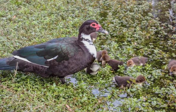 Family, ducklings, duck