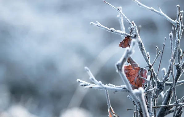 Winter, frost, leaves, branches, dry