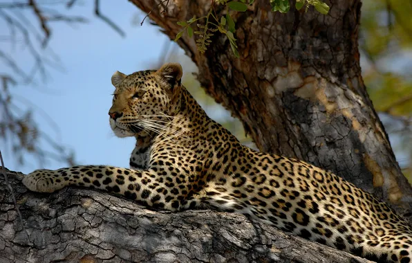 Picture cat, tree, stay, leopard