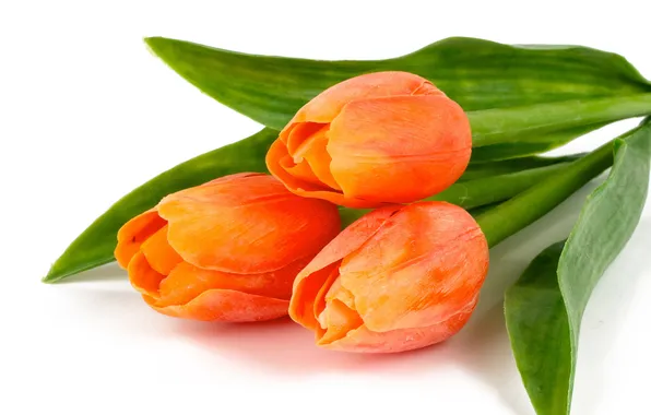 Tulips, three, orange