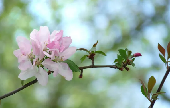 Flowers, branches, background, pink