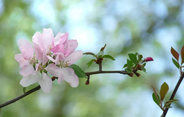 Picture flowers, background, branch, pink