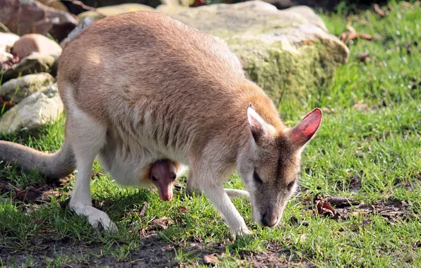 GRASS, GREEN, KANGAROO, BABY, MARSUPIALS