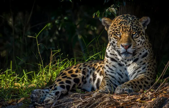 Picture grass, look, face, light, nature, the dark background, portrait, Jaguar