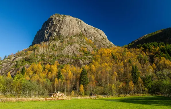 Forest, trees, mountains, nature
