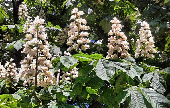 Plant, June, Common horse chestnut, Summer 2025