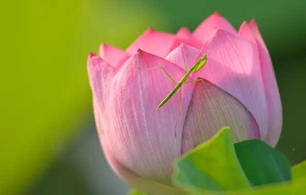 Picture macro, mantis, Lotus, insect