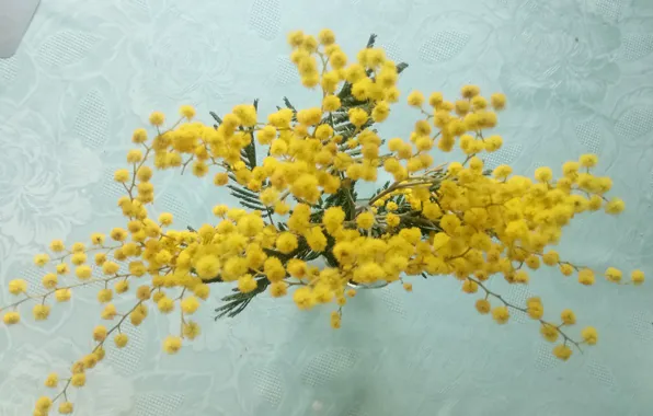 Spring, Mimosa, March