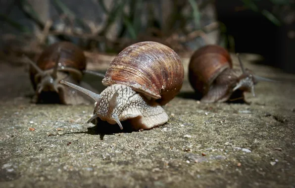 Picture macro, snails, walk, photographer, Pasha Ivanov