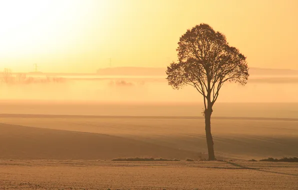 Picture field, light, fog, tree