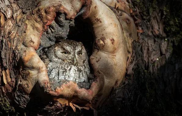 Look, light, nature, tree, owl, bird, the hollow, narrowed