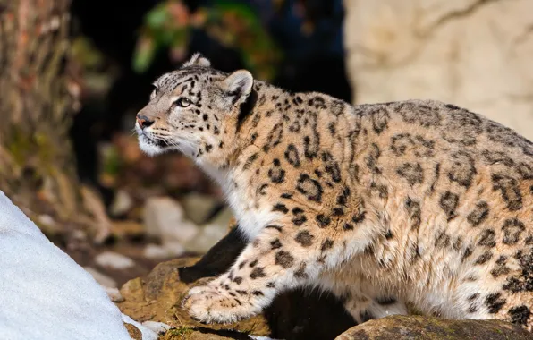 Snow, stones, IRBIS, snow leopard, is, looks, curiosity
