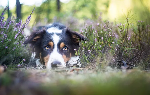 Look, nature, each, dog