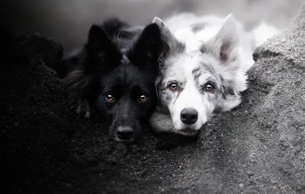 Dogs, background, friends
