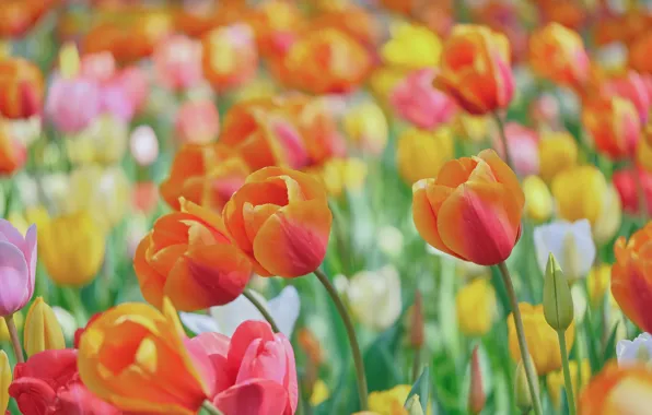 Tulips, orange, buds, a lot, bokeh