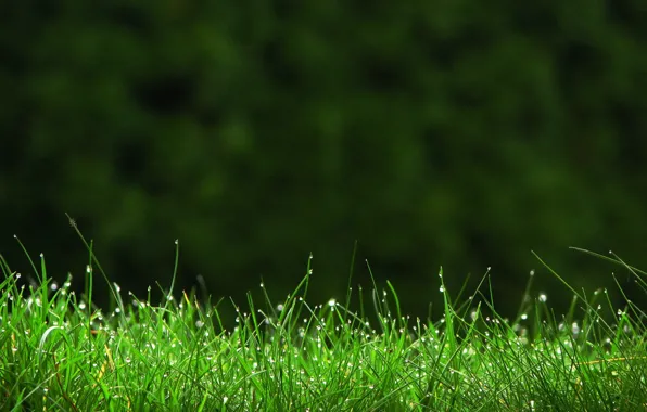 Picture greens, grass, drops, macro, Rosa