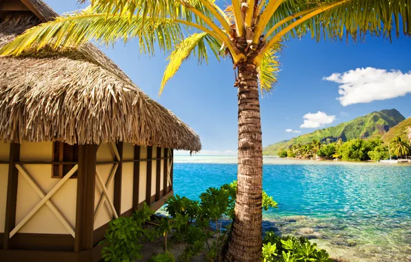 Picture sea, beach, tropics, palm trees, summer, hut, sunshine, beach