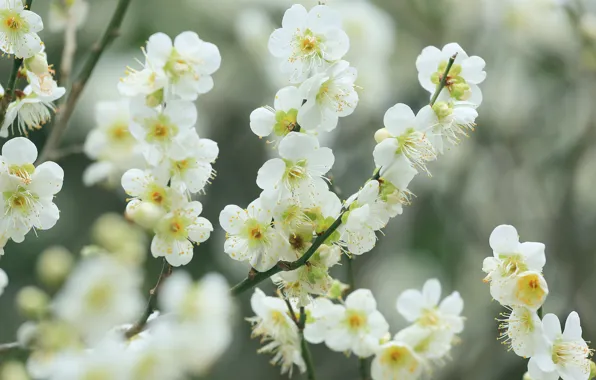 Flowers, branches, cherry, spring, white, flowering