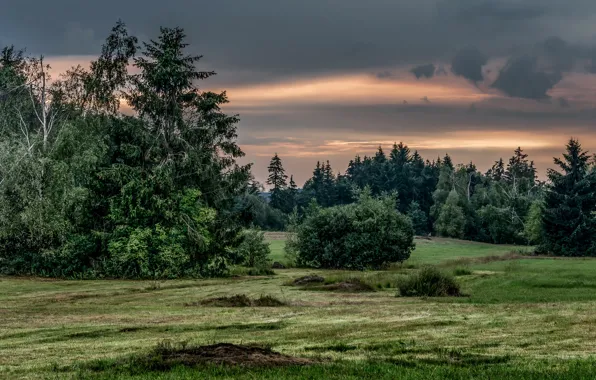 Picture greens, forest, grass, trees, sunset, Park, the evening, Austria