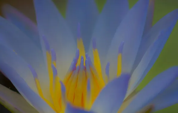 Flowers, nature, plant, petals