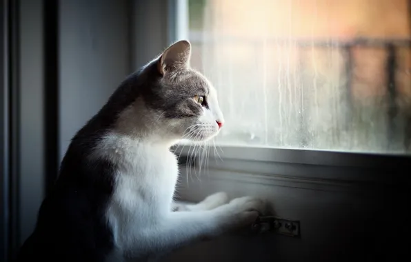 Picture cat, background, window