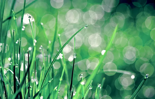 Grass, drops, macro, Rosa, glare