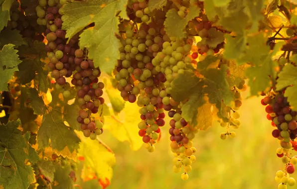 Autumn, leaves, light, berries, background, food, harvest, grapes