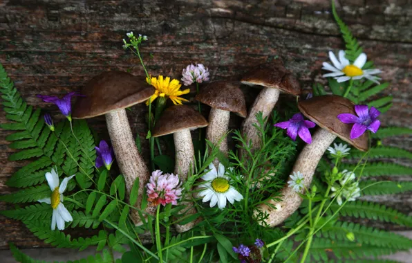 Leaves, flowers, mushrooms, Board, chamomile, clover, mushrooms, fern