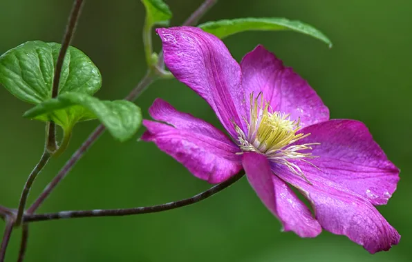 Macro, petals, clematis, clematis, knyazhik