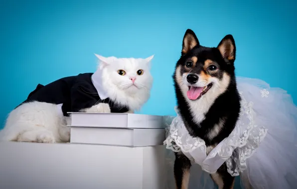 Cat, white, cat, look, pose, clothing, books, dog