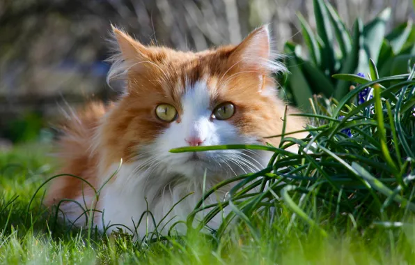 Cat, grass, cat, look