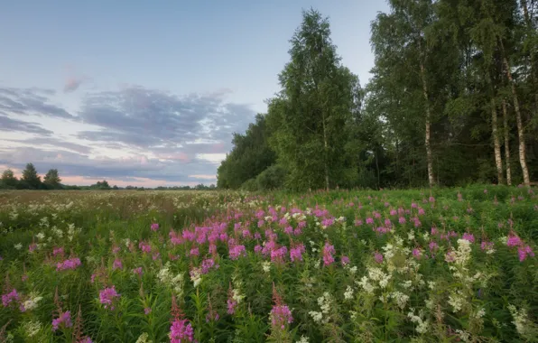Picture summer, trees, flowers, meadow