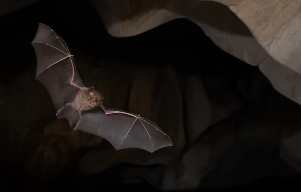 Nature, background, bat