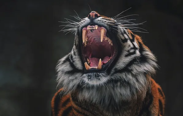 Language, face, tiger, pose, the dark background, teeth, mouth, fangs